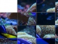 Jogo Tropical Fish Slider Puzzle