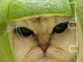 Jogo Funny Cat puzzle