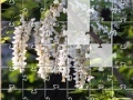 Jogo Jigsaw: New Flowers