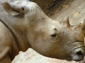 Jogo Jigsaw Rhino