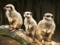 Jogo Confused Meerkats Puzzle