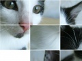 Jogo Kitten Puzzle