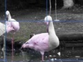 Jogo Flamants Roses Puzzle