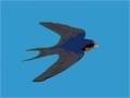 Jogo Swallow catcher