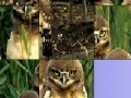 Jogo Owls slide puzzle