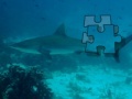 Jogo Shark Puzzle