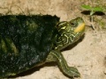 Jogo Map Turtle Jigsaw