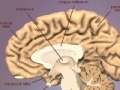 Jogo The Brain