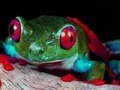 Jogo Two brave frogs puzzle
