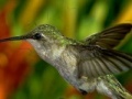 Jogo Hummingbird