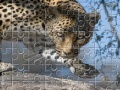 Jogo Leopard Jigsaw Puzzle