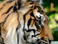 Jogo Sumatran Tiger Jigsaw