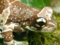 Jogo Amphibians Hidden Images