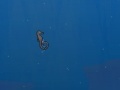Jogo Seahorse