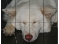 Jogo Pet Puzzle