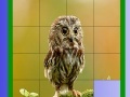 Jogo Little Owl Slide Puzzle