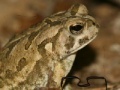 Jogo Fowler's Toad Jigsaw Puzzle