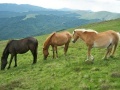 Jogo Jigsaw Three of Horses