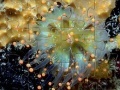 Jogo Jellyfish Jigsaw