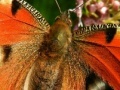 Jogo Butterflies Hidden Images