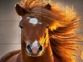 Jogo Wild big horse slide puzzle