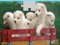 Jogo Puppies Puzzle