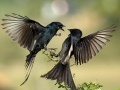 Jogo Two Birds Jigsaw Puzzle