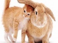 Jogo Cute cat and rabbit slide puzzle