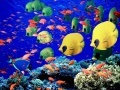 Jogo Seabed world jigsaw puzzle