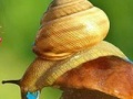 Jogo Rainy Day and Snail Puzzle
