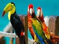 Jogo Colorful parrots slide puzzle