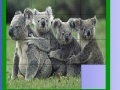 Jogo Four koala slide puzzle