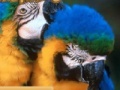 Jogo Parrots Sliding Puzzle
