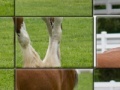 Jogo Clydesdale Horse Slider Puzzle