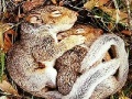 Jogo Sleepy squirrels slide puzzle