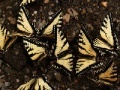 Jogo Butterflies Slider