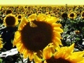 Jogo Sunflowers jigsaw
