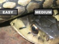 Jogo Garter Snake Jigsaw Puzzle