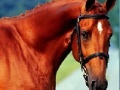 Jogo Horse Jigsaw 2