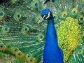 Jogo Puzzles Peacock