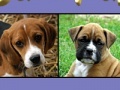 Jogo Cute puppy pairs