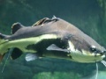 Jogo Catfish Slider
