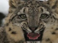 Jogo Snow Leopard Slider