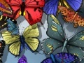 Jogo Find the spot butterflies