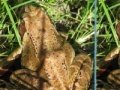 Jogo Frogs Differences