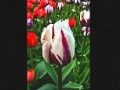 Jogo Tulip flower