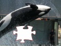 Jogo Killer whale