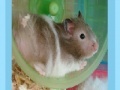 Jogo Hamster Jigsaw