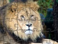 Jogo Lion