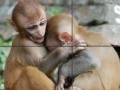 Jogo Baby Monkeys Slider Puzzle